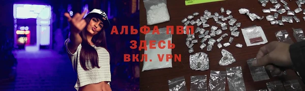 прущие грибы Коряжма